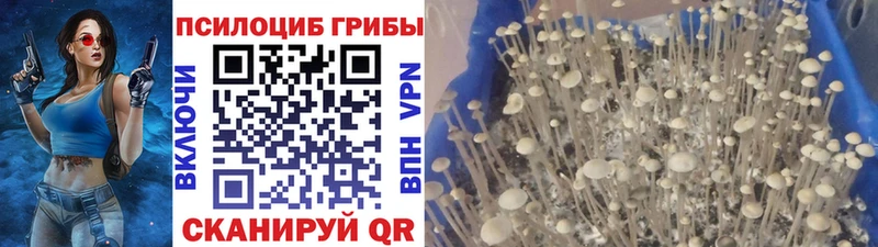 Псилоцибиновые грибы Psilocybine cubensis цены наркотик Вязники